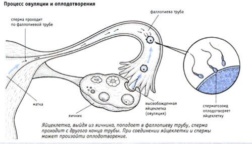 Процесс овуляции и оплодотворения Процесс овуляции и оплодотворения