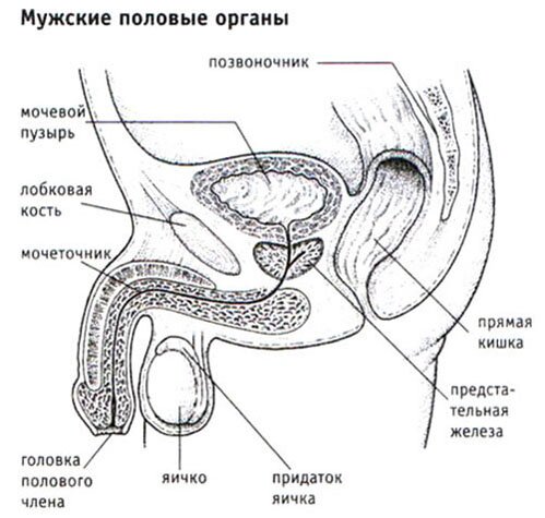 Мужская половая система Мужская половая система
