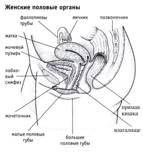Женские половые органы Женские половые органы
