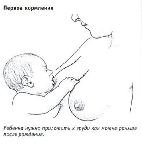 Первое кормление Первое кормление