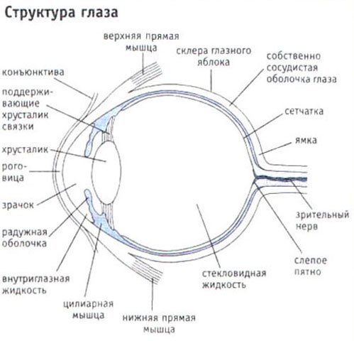 Структура глаза Структура глаза