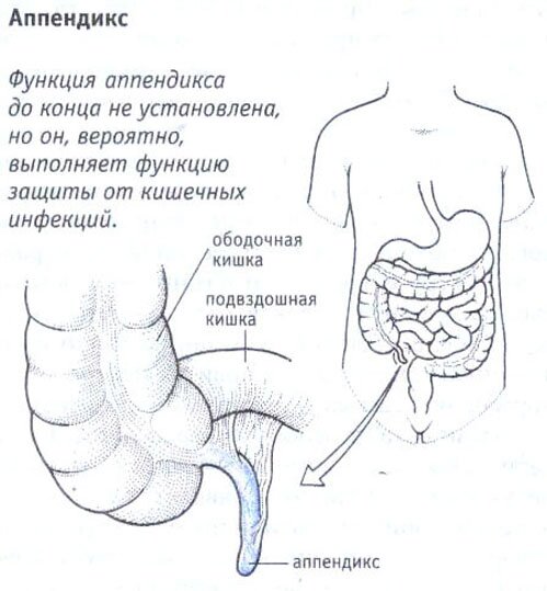 Аппендикс Аппендикс