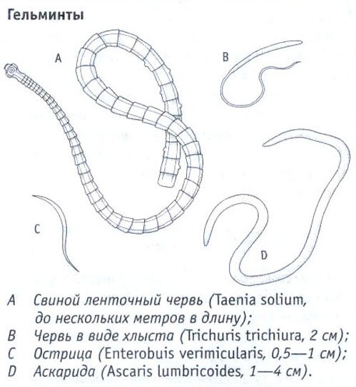 Гельминты Гельминты