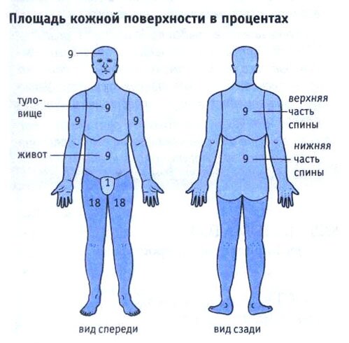 Площадь кожной поверхности Площадь кожной поверхности