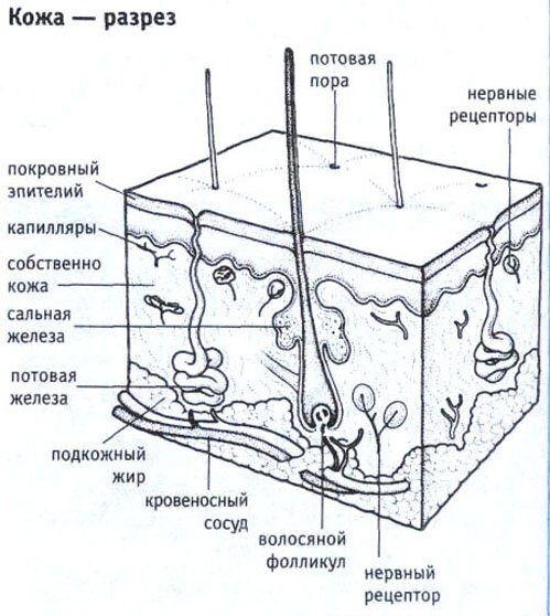 Кожа-разрез Кожа-разрез
