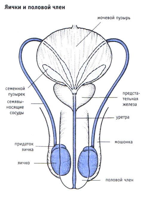 Яички и половой член Яички и половой член