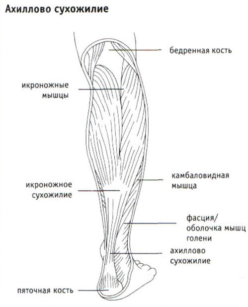Ахиллово сухожилие Ахиллово сухожилие