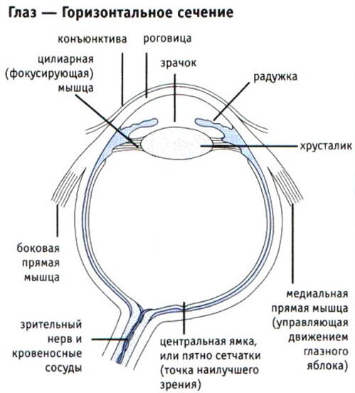 Глаз-Горизонтальное сечение Глаз-Горизонтальное сечение