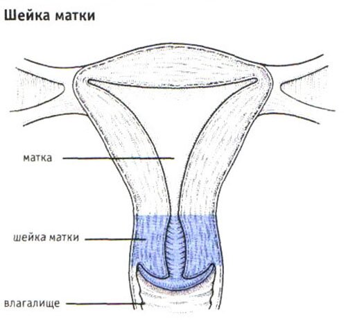Шейка матки Шейка матки