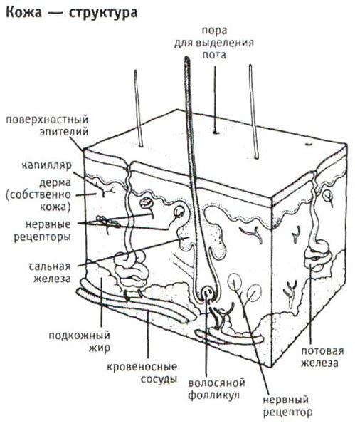 Кожа. Структура Кожа. Структура