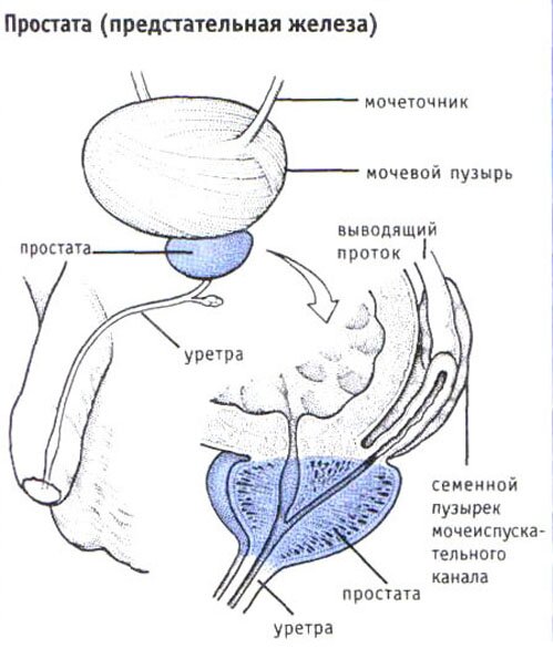 Простата (предстательная железа) Простата (предстательная железа)