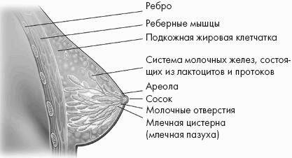 молочная железа